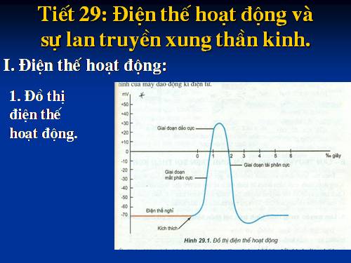 Bài 29. Điện thế hoạt động và sự lan truyền xung thần kinh