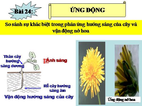 Bài 24. Ứng động