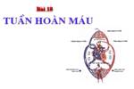 Bài 18. Tuần hoàn máu