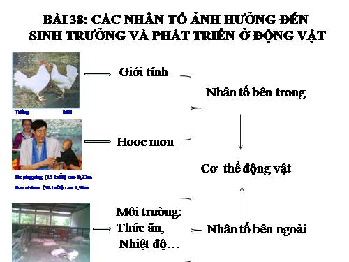 Bài 38. Các nhân tố ảnh hưởng đến sinh trưởng và phát triển ở động vật