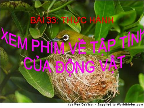 Bài 33. Thực hành: Xem phim về tập tính của động vật