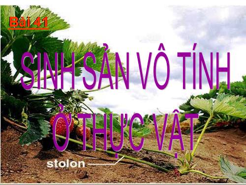 Bài 41. Sinh sản vô tính ở thực vật