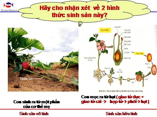 Bài 42. Sinh sản hữu tính ở thực vật