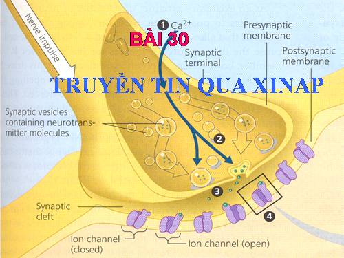 Bài 30. Truyền tin qua xináp