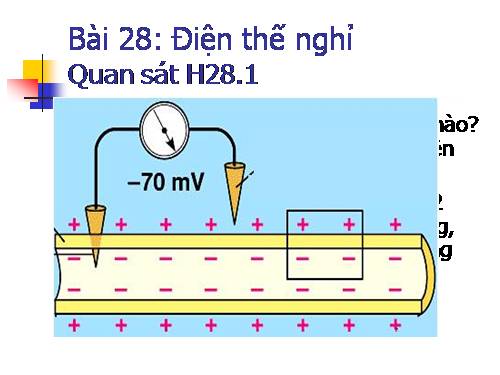 Bài 28. Điện thế nghỉ