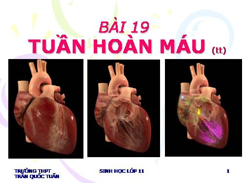 Bài 19. Tuần hoàn máu (tiếp theo)