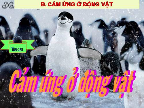 Bài 26. Cảm ứng ở động vật