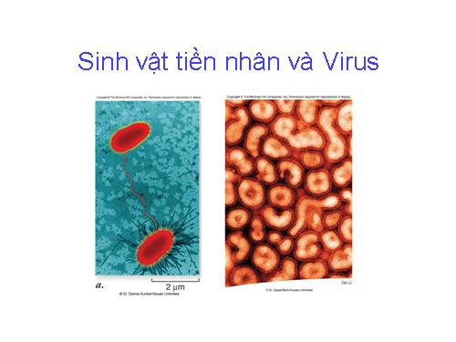 Đa dạng sinh học (Virus)