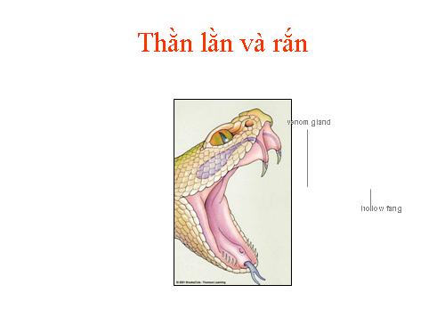 Đa dạng sinh học (P3)