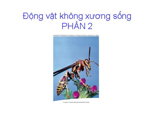 Đông vật P3