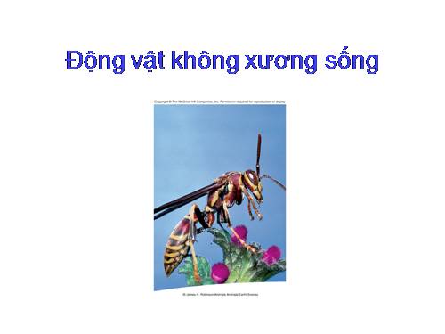 Động vật P2