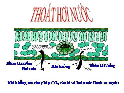 Bài 3. Thoát hơi nước