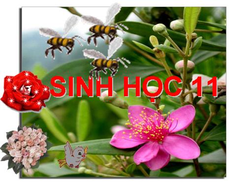 Bài 40. Thực hành: Xem phim về sinh trưởng và phát triển ở động vật