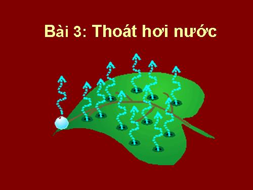 Bài 3. Thoát hơi nước