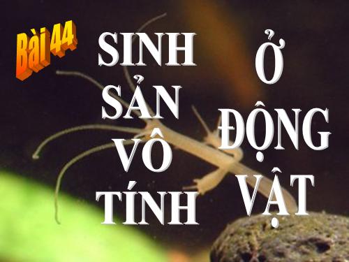 Bài 44. Sinh sản vô tính ở động vật