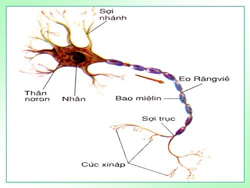 Bài 30. Truyền tin qua xináp