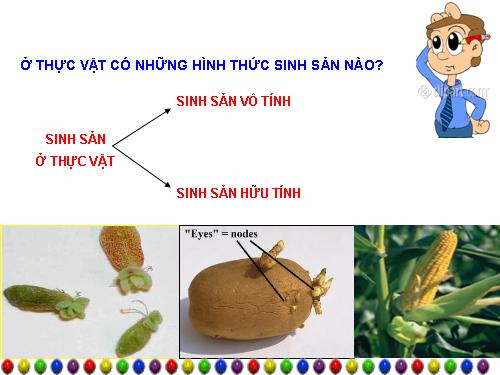 Bài 44. Sinh sản vô tính ở động vật