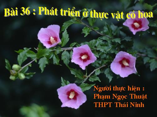 Bài 36. Phát triển ở thực vật có hoa