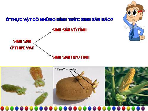 Bài 44. Sinh sản vô tính ở động vật