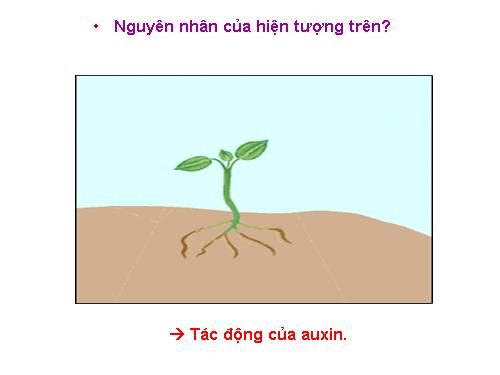 Bài 35. Hoocmôn thực vật