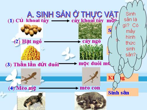 Bài 41. Sinh sản vô tính ở thực vật