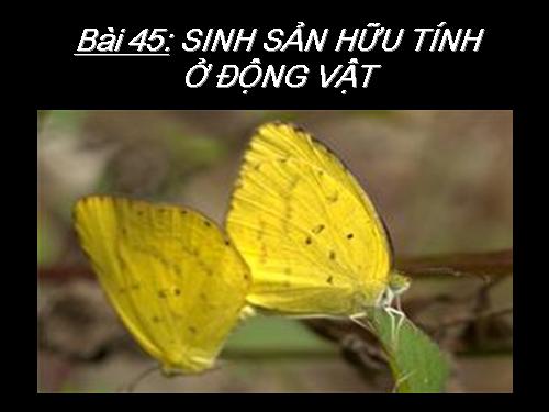 Bài 45. Sinh sản hữu tính ở động vật