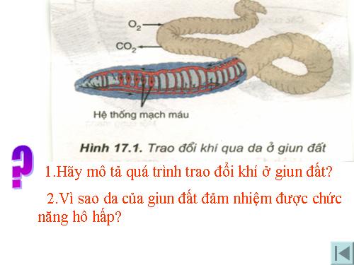 Bài 17. Hô hấp ở động vật