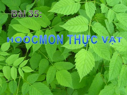 Bài 35. Hoocmôn thực vật