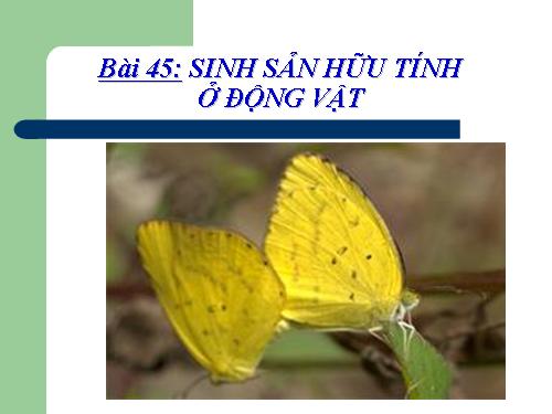 Bài 45. Sinh sản hữu tính ở động vật