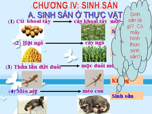 Bài 41. Sinh sản vô tính ở thực vật