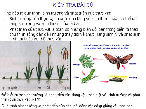 Bài 37. Sinh trưởng và phát triển ở động vật