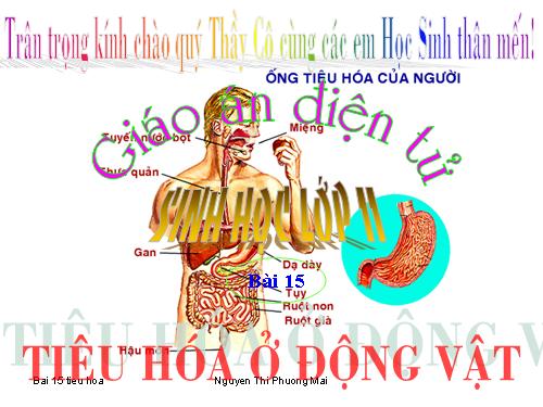 Bài 15. Tiêu hoá ở động vật