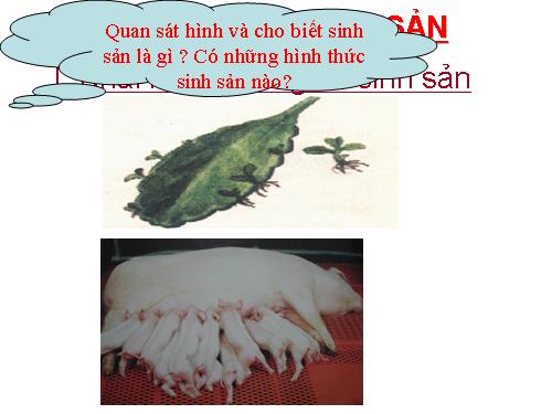 Bài 41. Sinh sản vô tính ở thực vật