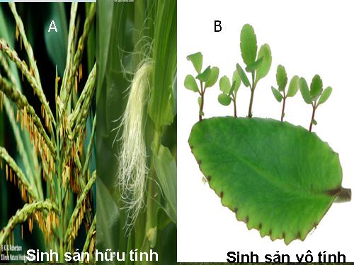 Bài 42. Sinh sản hữu tính ở thực vật