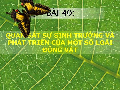 Bài 40. Thực hành: Xem phim về sinh trưởng và phát triển ở động vật