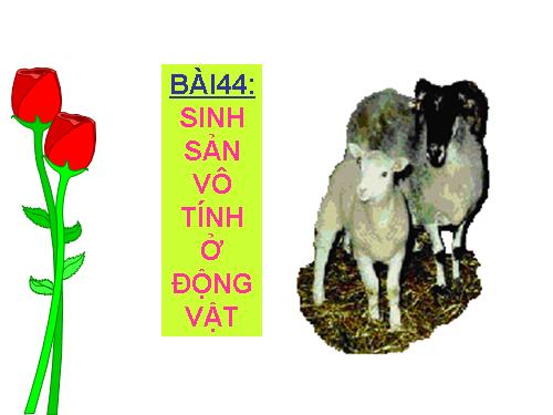 Bài 44. Sinh sản vô tính ở động vật