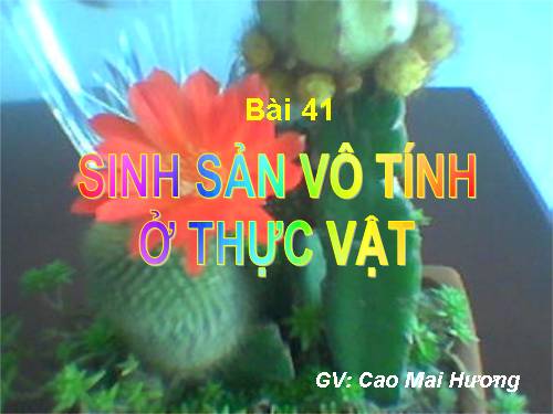 Bài 41. Sinh sản vô tính ở thực vật