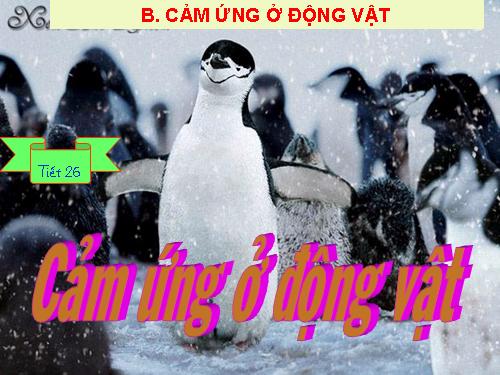 Bài 26. Cảm ứng ở động vật