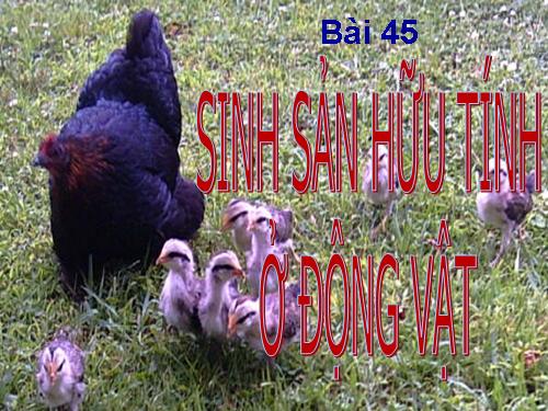 Bài 45. Sinh sản hữu tính ở động vật