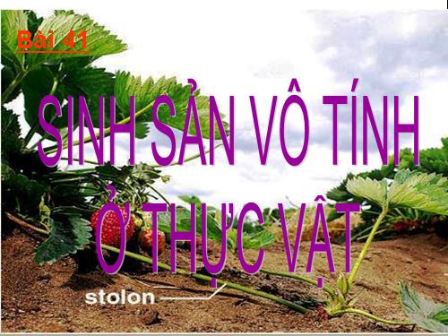 Bài 41. Sinh sản vô tính ở thực vật