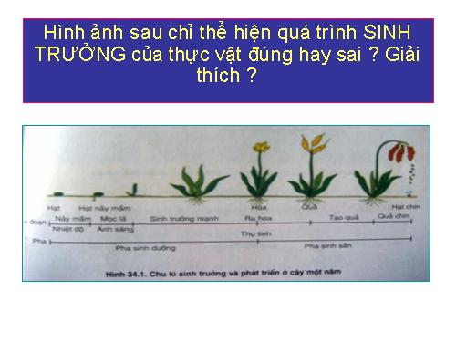 Bài 36. Phát triển ở thực vật có hoa