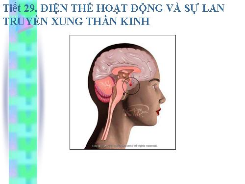 Bài 29. Điện thế hoạt động và sự lan truyền xung thần kinh