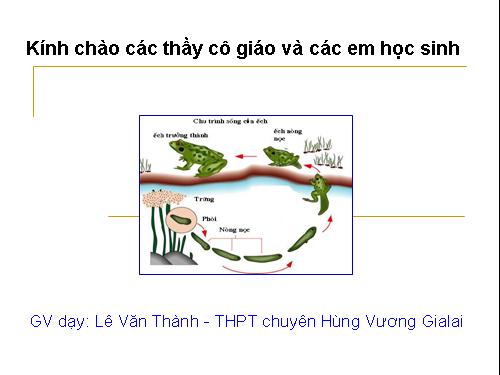 Bài 39. Các nhân tố ảnh hưởng đến sinh trưởng và phát triển ở động vật (tiếp theo)