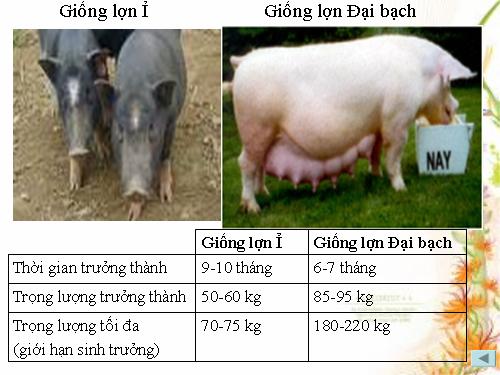 Bài 38. Các nhân tố ảnh hưởng đến sinh trưởng và phát triển ở động vật