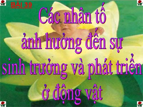 Bài 38. Các nhân tố ảnh hưởng đến sinh trưởng và phát triển ở động vật