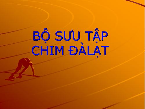 BỘ SƯU TẬP CHIM ĐÀLẠT