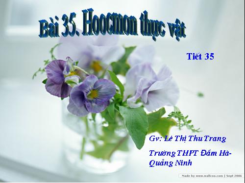 Bài 35. Hoocmôn thực vật