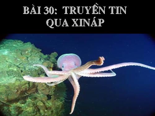 Bài 30. Truyền tin qua xináp