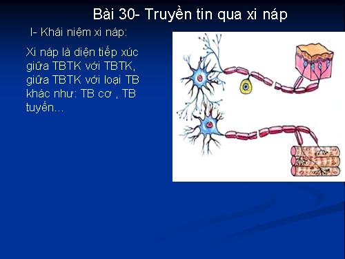 Bài 30. Truyền tin qua xináp