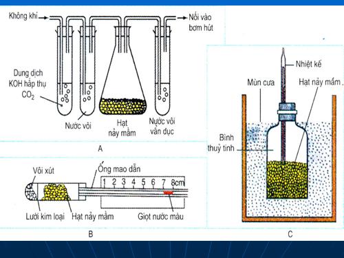 Bài 12. Hô hấp ở thực vật